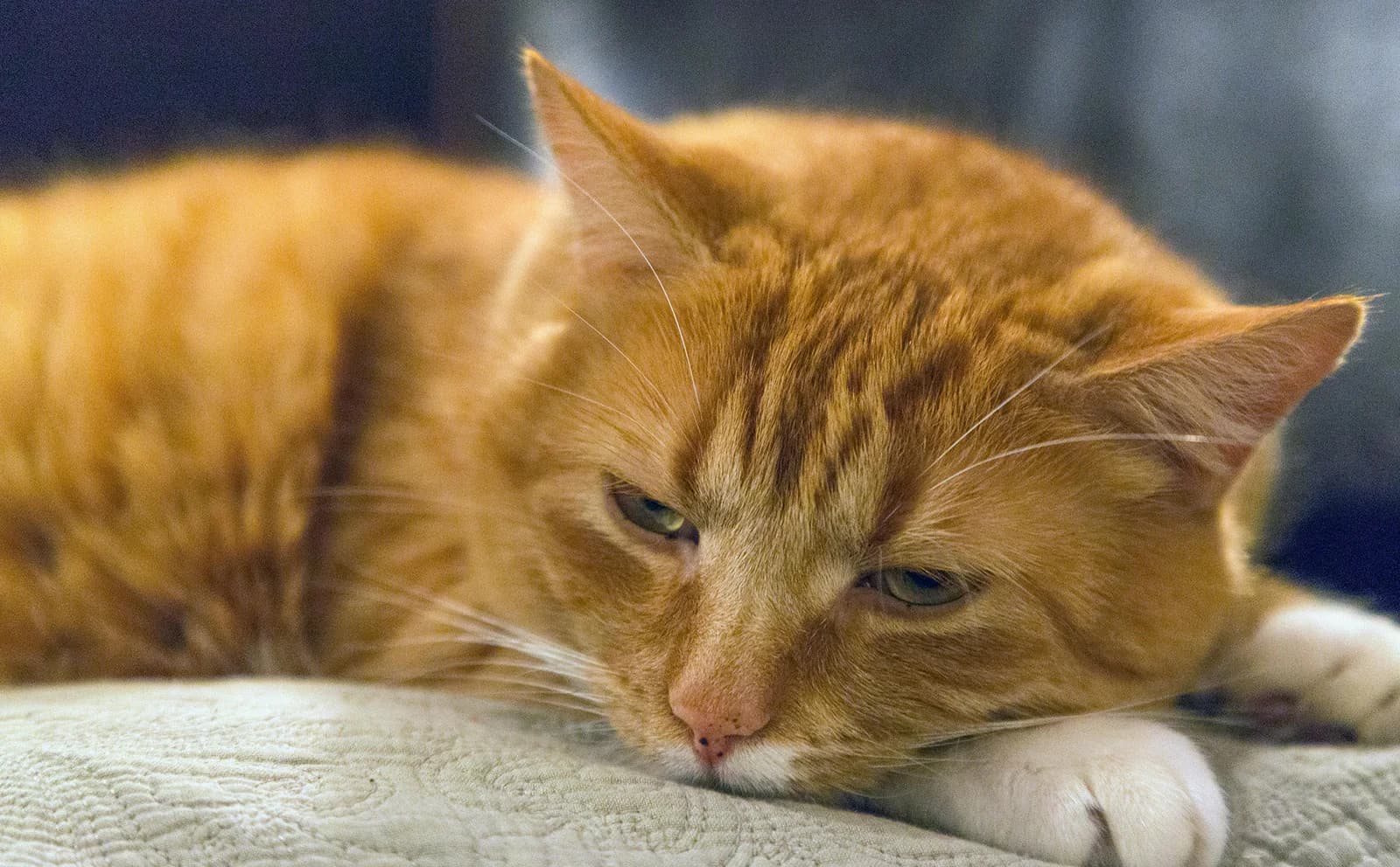 Managing Hydration in Cats with Chronic Kidney Disease (CKD): A Home Care Guide and How to Choose a Water Fountain