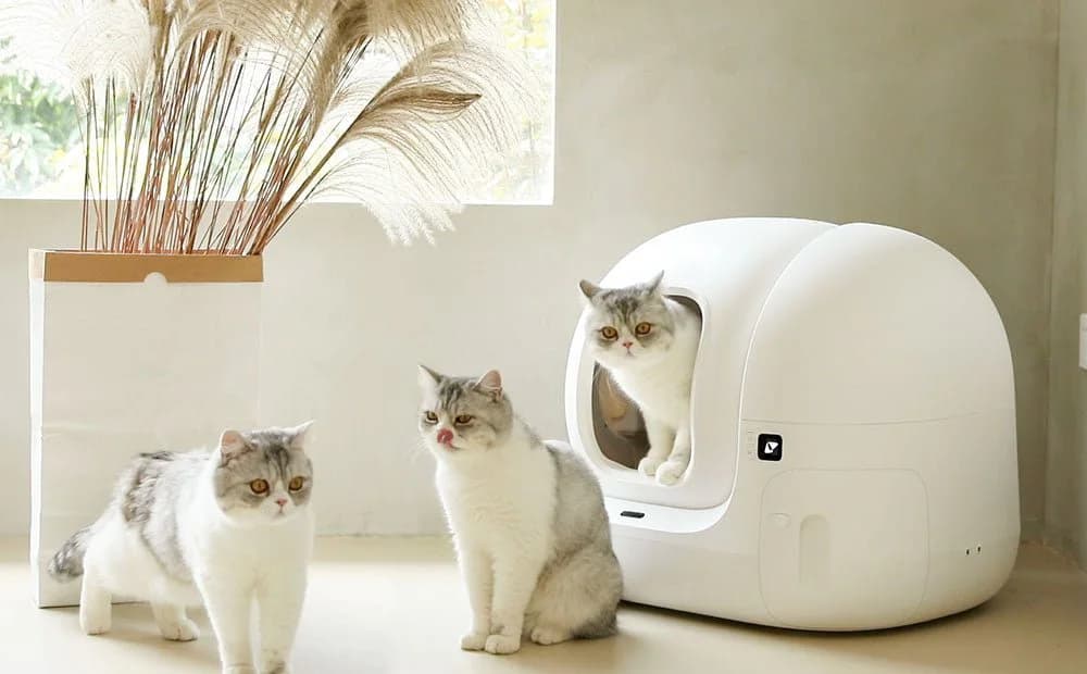 What Risks Are You Taking When Not Knowing Your Cat Urinary Frequency?
