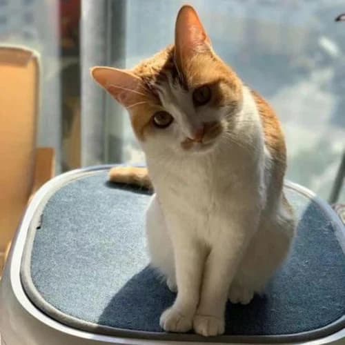 PETKIT founder and adopted cat