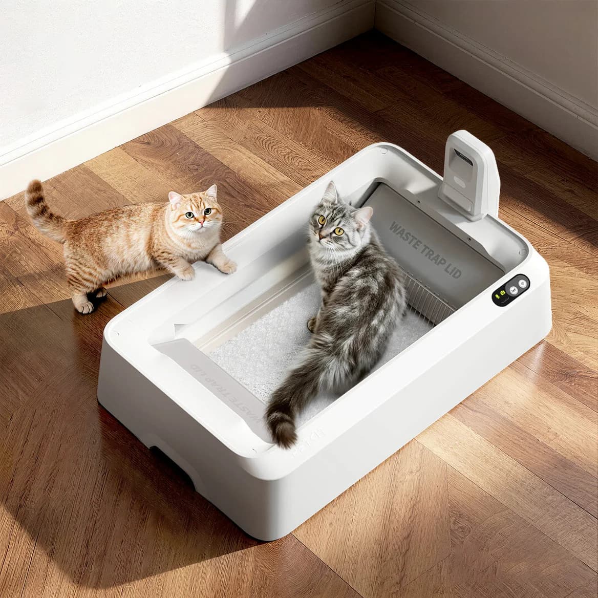 Large-cat roomy and low-entry design