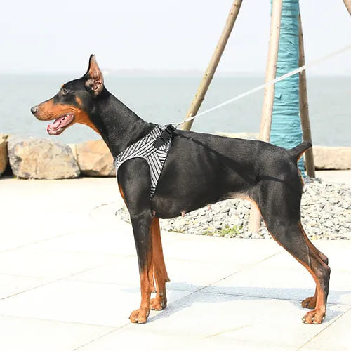 PETKIT AIR Fly Dog Harness