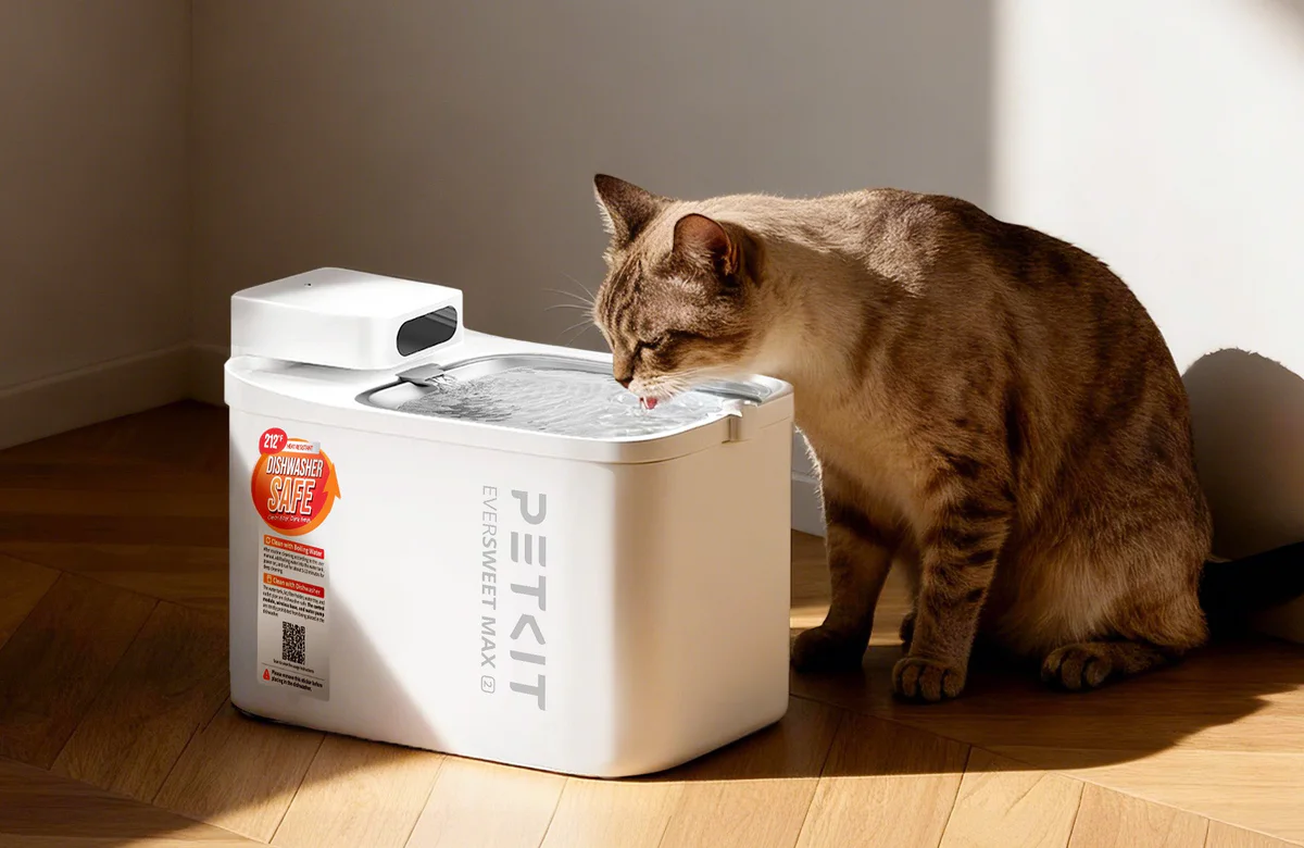 Cat drinking water from a bowl