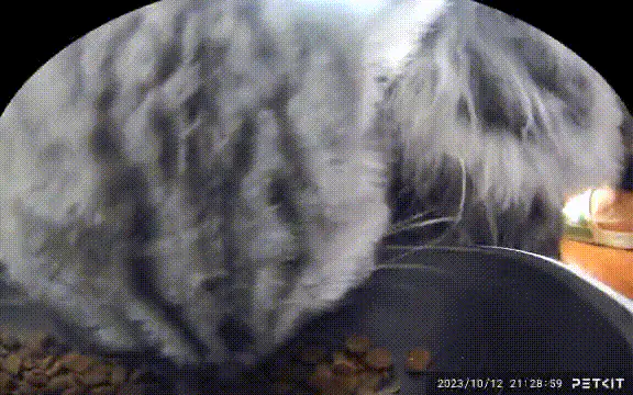 PETKIT YumShare Dual-hopper with Camera