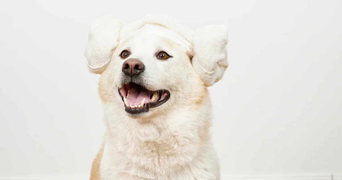 Petkit Grooming, Petkit Home Salon